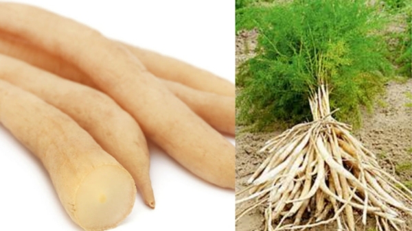 thanneervittan kizhangu uterus thanneervittan kizhangu uterus