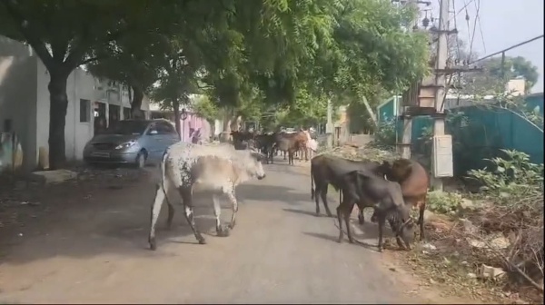 dindigul cattle collector