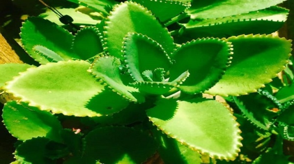 ranakalli leaves herb leaf ranakalli weight loss ranakalli leaves herb leaf ranakalli weight loss