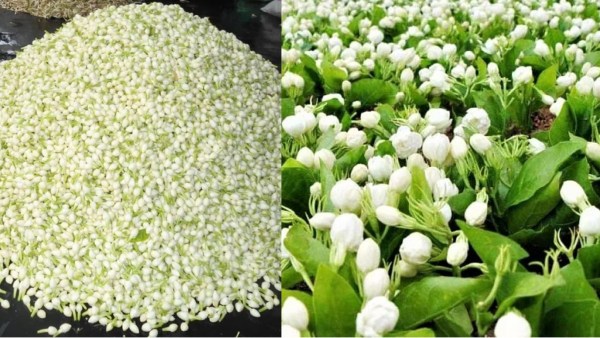 dindigul flower business