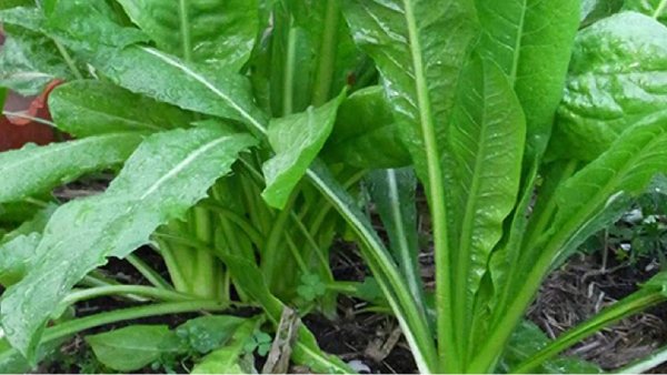 kasini keerai kasini leaves powder kidney stones