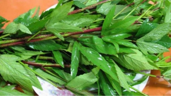 pulicha keerai gongura green diomond