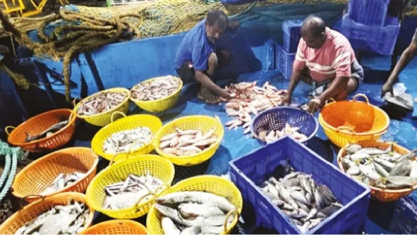 kasimedu fish price