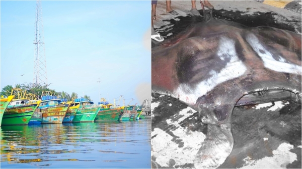 puducherry fish fishermen