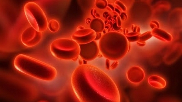 jamun fruits naval seeds jamun leaves