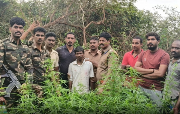kallakurichi cannabis forest