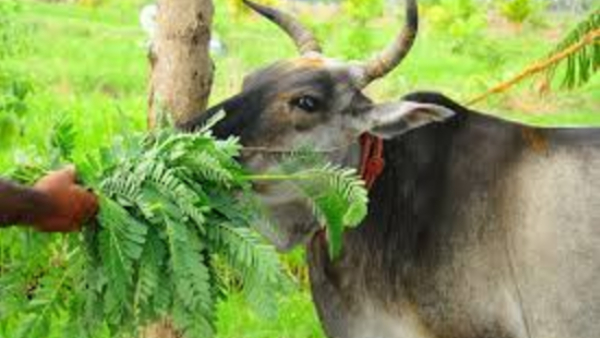 spirituality agathi keerai