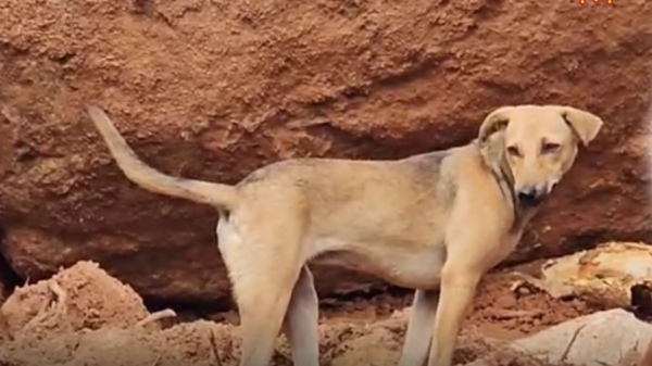 weather tamilnadu weatherman summer weather news