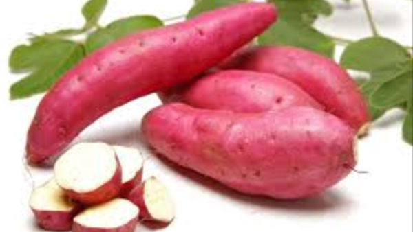 sweet potato sugarcane yam