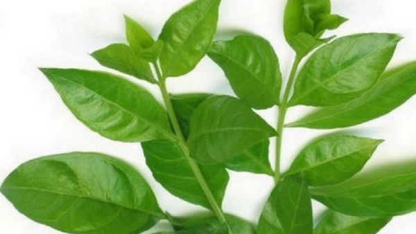 spirituality maruthani leaves