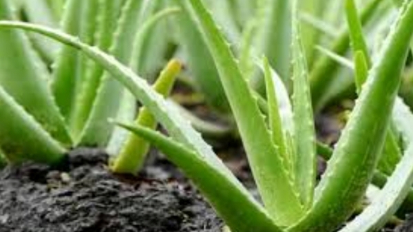 spirituality aloe vera vastu tips