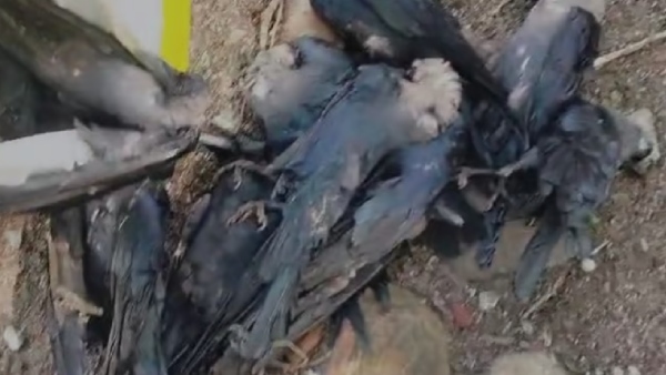 tiruvallur tiruvallur