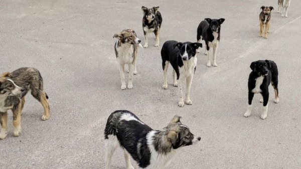 chernobyl russia ukraine