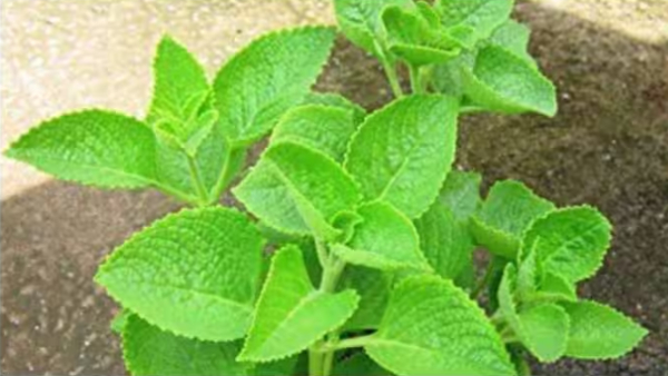 omavalli leaves karpooravalli leaf
