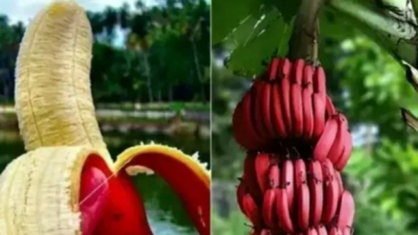 red banana sevvazhai