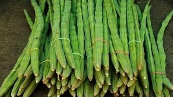 vegetables drumstick