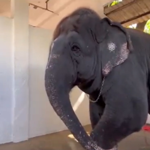 thoothukudi thiruchendur elephant thoothukudi thiruchendur elephant