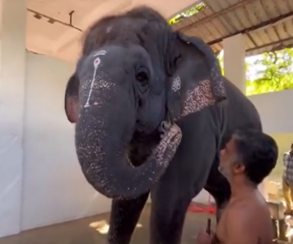 thoothukudi thiruchendur elephant thoothukudi thiruchendur elephant
