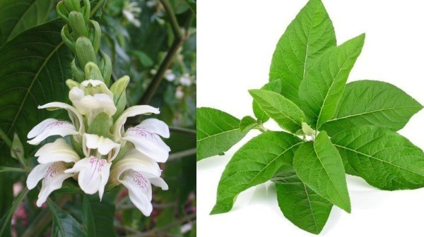 adathodai herbs adhatoda leaves herbal powder