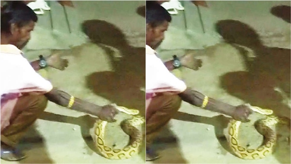 vellore snake vellore snake