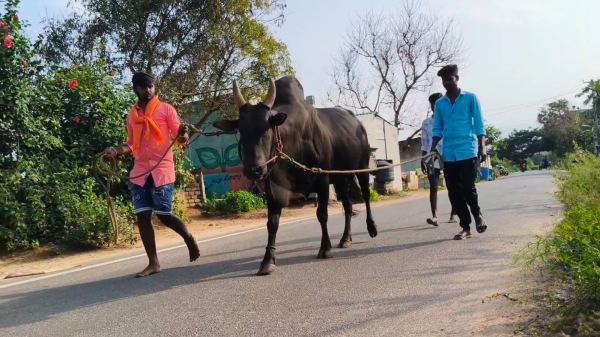 dindigul jallikattu pongal 2025