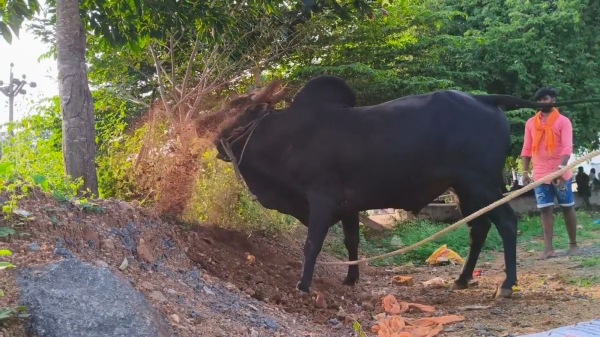dindigul jallikattu pongal 2025