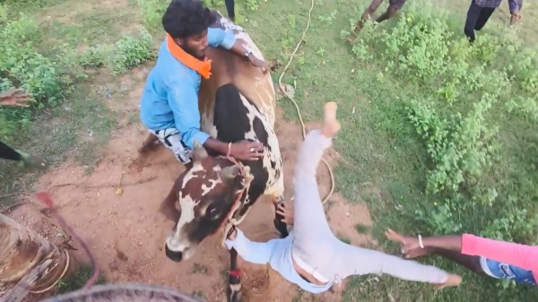dindigul jallikattu pongal 2025
