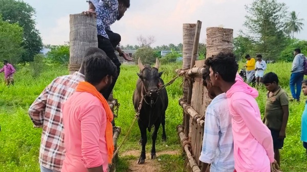 dindigul jallikattu pongal 2025