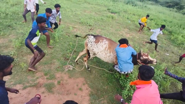 dindigul jallikattu pongal 2025
