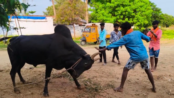 dindigul jallikattu pongal 2025