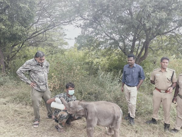 coimbatore elephant
