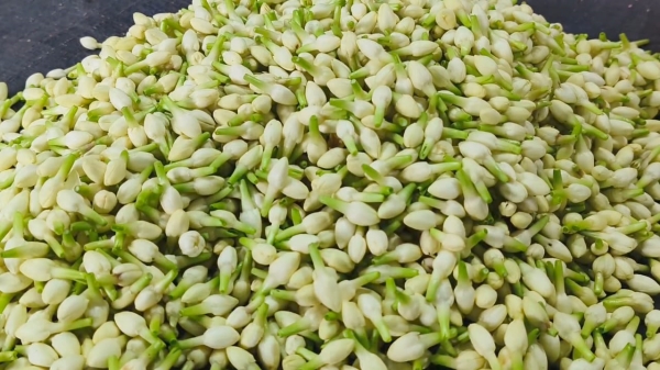 dindigul flower business dindigul flower business