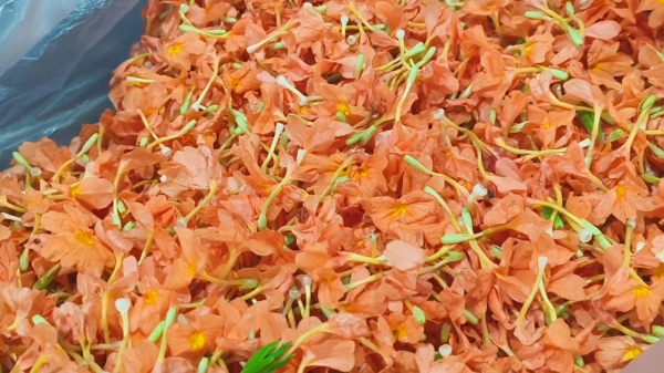 dindigul flower business dindigul flower business