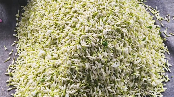 dindigul flower business dindigul flower business