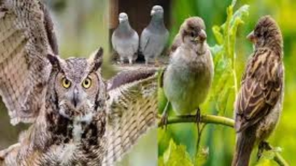 spirituality good omen sparrow