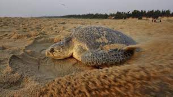 olive ridley turtle whale