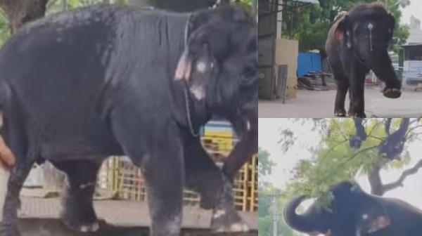 thiruchendur elephant murugan temple