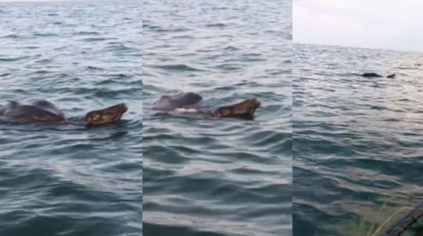 cuddalore sea buffalo