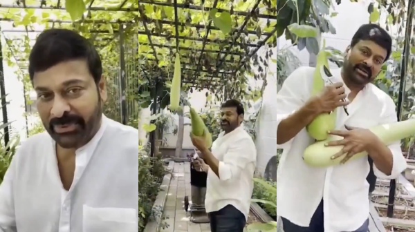 allu arjun chiranjeevi