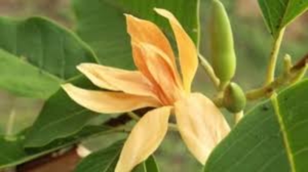 spirituality manoranjitham flower manoranjitha poo