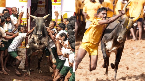 jallikattu job jobs