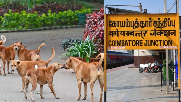 Coimbatore Dog