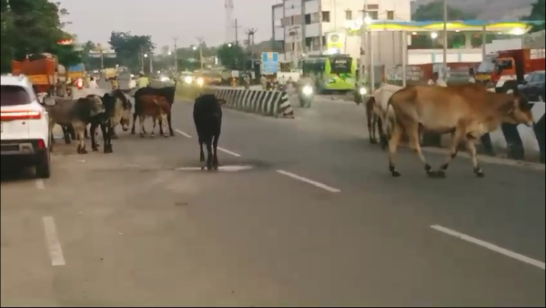 Dindigul cattle Collector