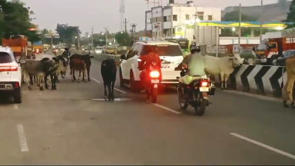 Dindigul cattle Collector