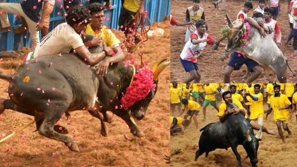 jallikattu pongal 2025 pudukkottai 2025