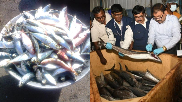 kasimedu fish kasimedu fish