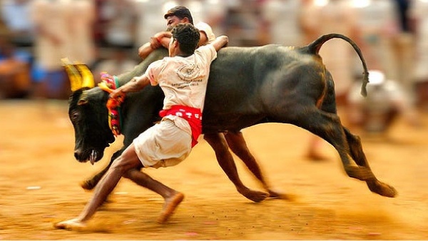jallikattu 2025 madurai pongal