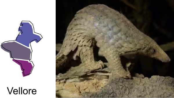 anteater pangolin shell