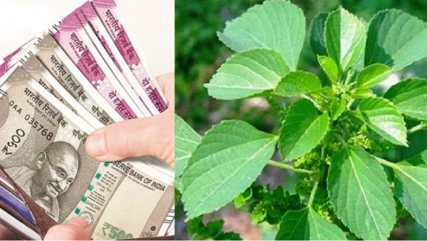spirituality kuppaimeni plant kuppaimeni root spirituality kuppaimeni plant kuppaimeni root