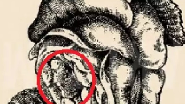 optical illusion offbeat trend optical illusion offbeat trend